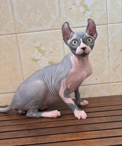 FILHOTE SPHYNX ELF BICOLOR - 4 meses