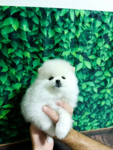 Linda fêmea Spitz Alemão (Lulu da Pomerânia)