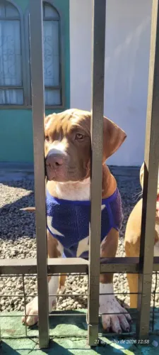 Filhote de Pit Bull monster