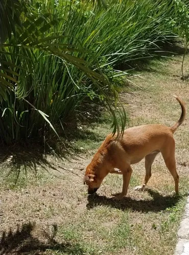 Doação de pet 