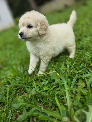 Poodle médio lindo machinho promocional hoje*