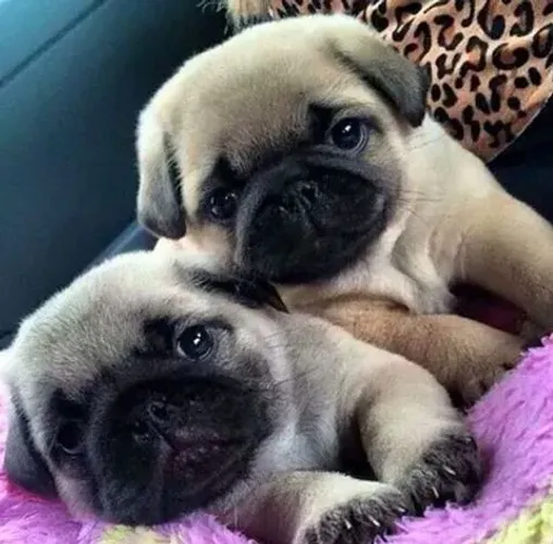 Pug Mais que um pet, um membro da família