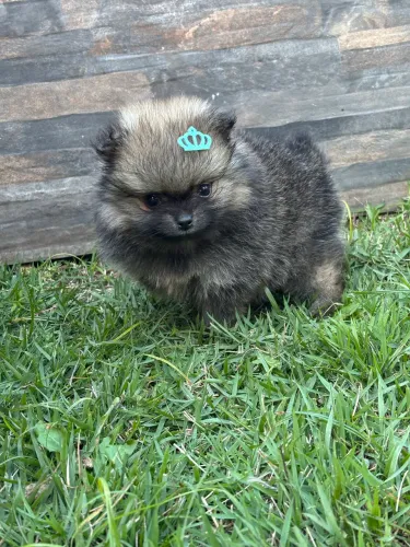 Lulu da Pomerânia / Spitz alemão Fêmeas e machos 