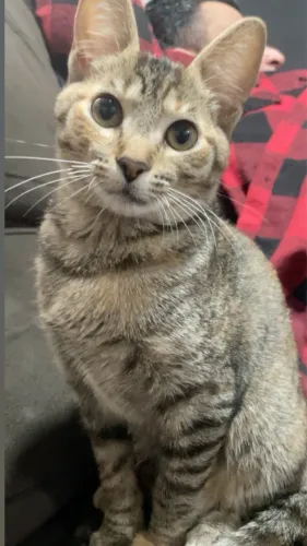 Gato fêmea