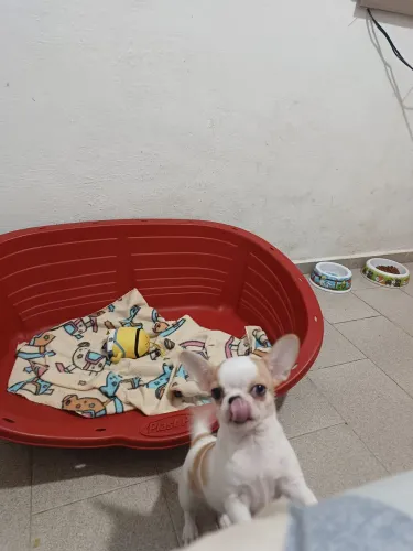 Chihuahua fêmea