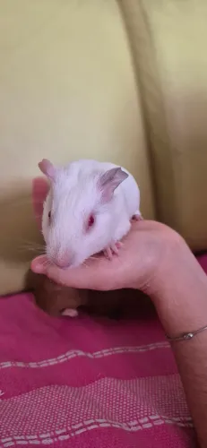 Porquinho da Índia 
