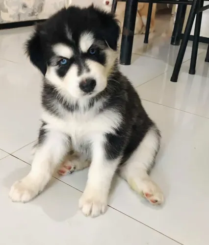 Husky siberiano
