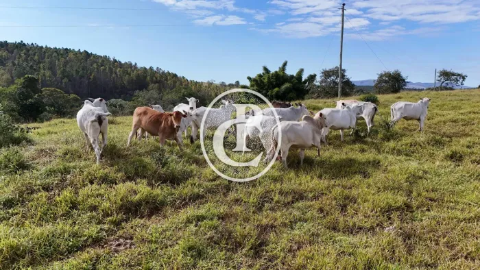 Oportunidade Única no Sul de Minas Gerais Fazenda à Venda em Arantina/