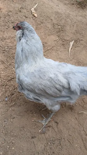 Vendo Frango de 4 meses Ameraucana Lavanda