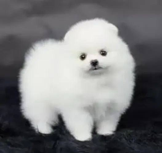 Spitz alemão anão a venda