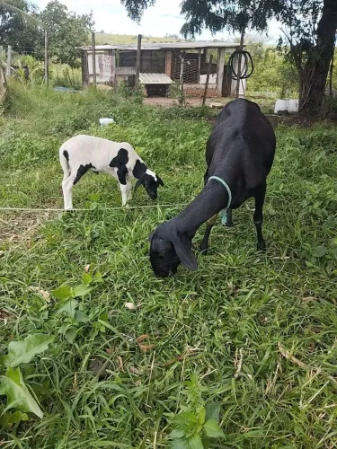 Carneira parida de fêmea