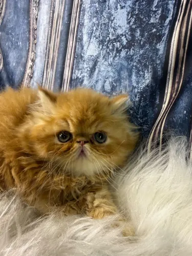 Gato persa red