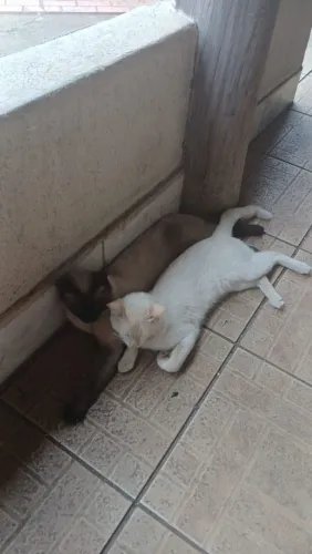 Gatos machos irmãos