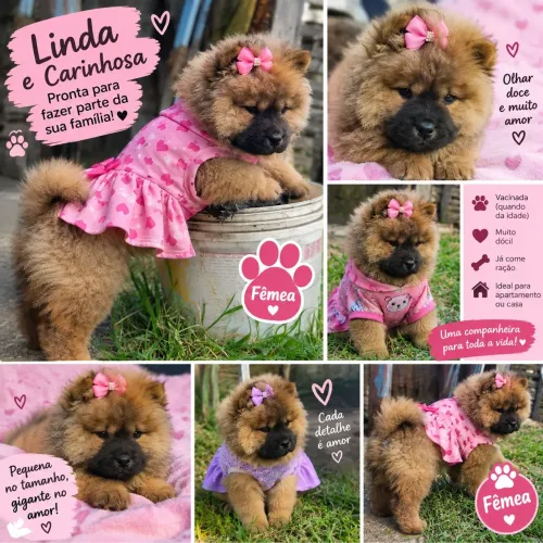 Filhote de Chow Chow puro