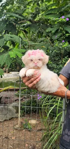 Shih-tzu Femea Albina