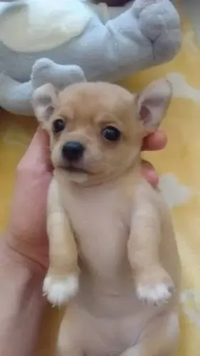 Chihuahua Comi não se apaixonar por eles 
