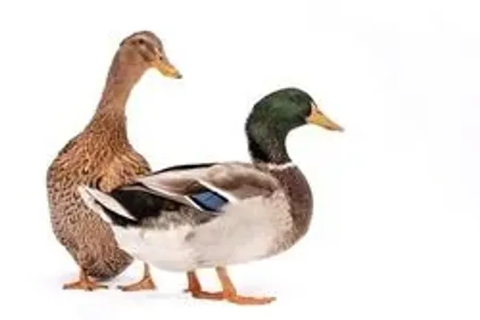 Casal de patos adultos
