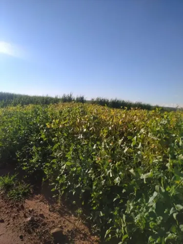 Vendo fazenda uberaba Uberlândia
