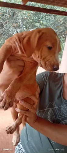 Filhotes de Boxer com americano