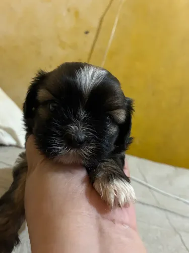 ? Shih Tzu Fêmea - Pai e Mãe da Raça, Linda e Saudável