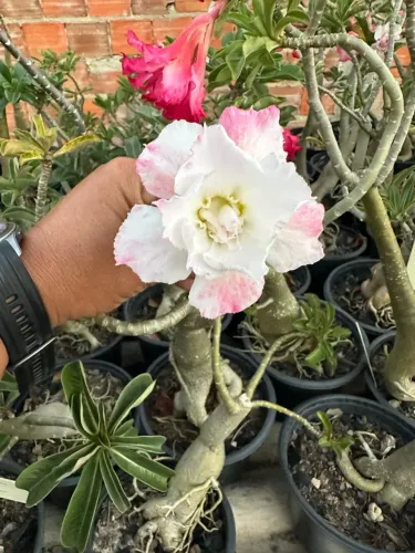Rosa do deserto