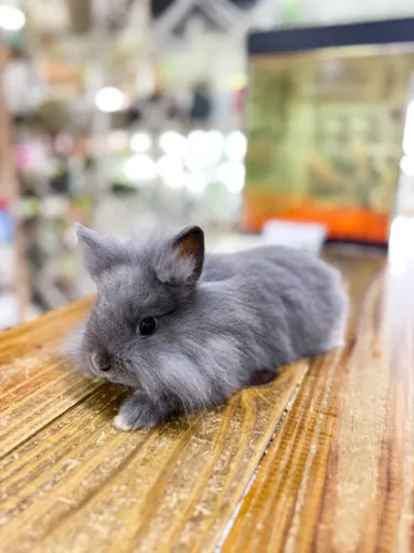 Coelho Mini lion filhote 