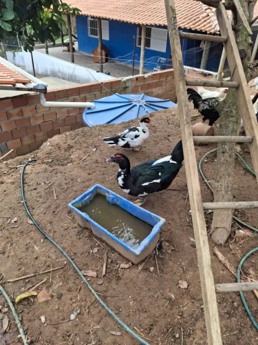 Patas e pato