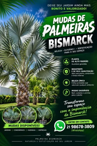 Palmeiras Bismarck