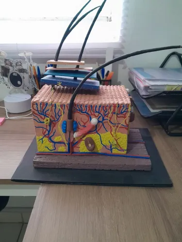 MAQUETE CAMADAS DA PELE
