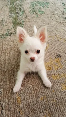 Chihuahua lindo filhote