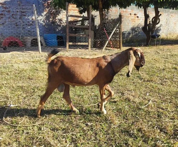 Bode Anglo Nubiano - 2 Cabras Enxertadas