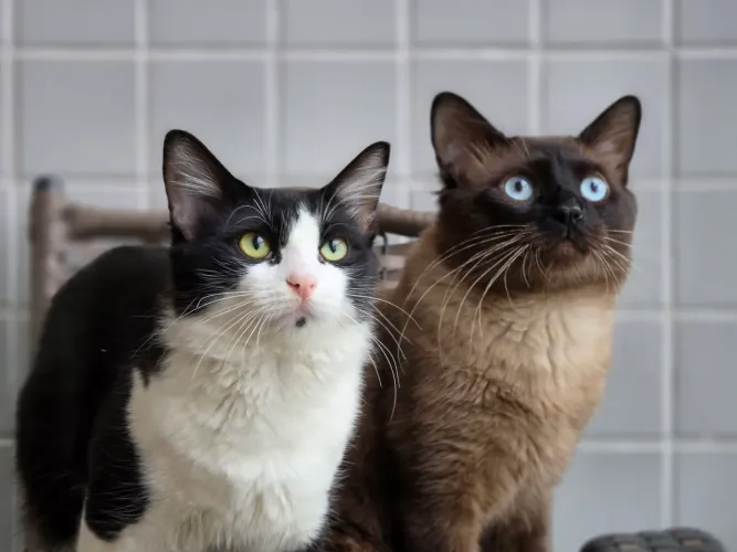 Dois Gatinhos Carinhosos e Vacinados