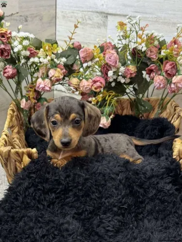 Chama agora e escolha seu Dachshund
