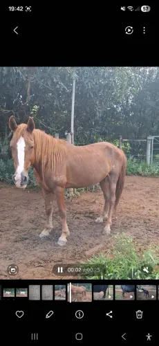 Cavalos promoção Leia 