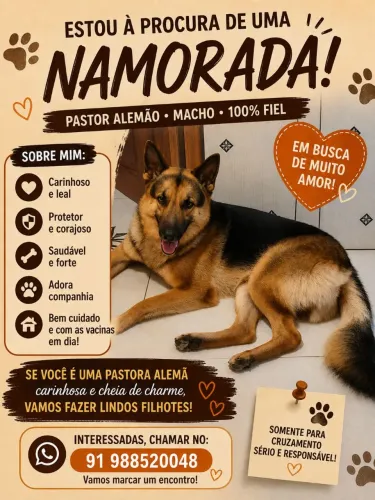 Pastor alemão procura namorada