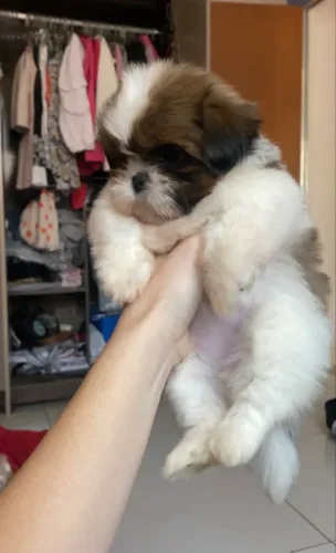 Shih tzu fêmea mini legítima