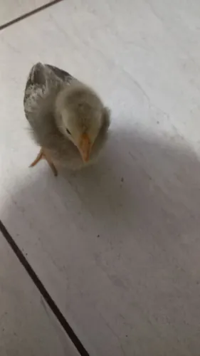 Pintinho caipira  