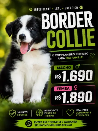 Border collie