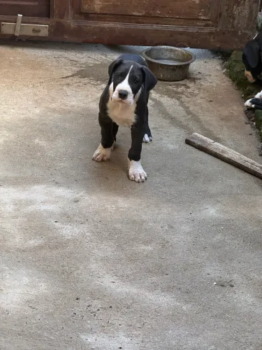 Filhote de Dogue alemão
