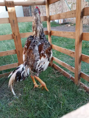 Frango carijó barbudo com 9 meses