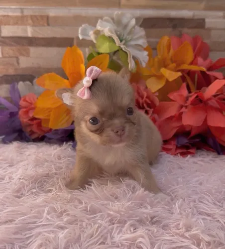 VENDA CHIHUAHUA FÊMEA E MACHO PELO LONGO