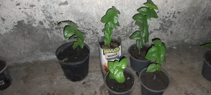 5 mudas de pitanga vermelha gigante 
