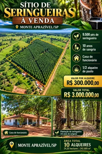 SÍTIO DE SERINGUEIRAS À VENDA  MONTE APRAZÍVEL/SP   VALOR: R$ 3.000.000,00