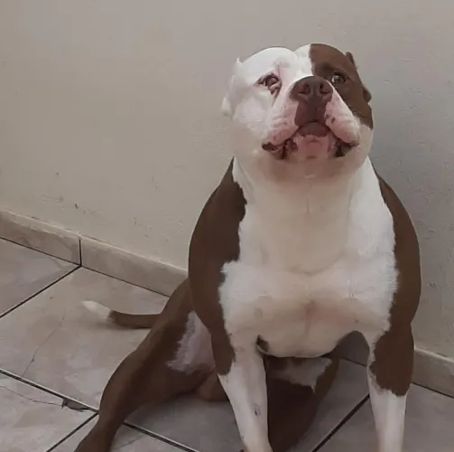 Pit bull
