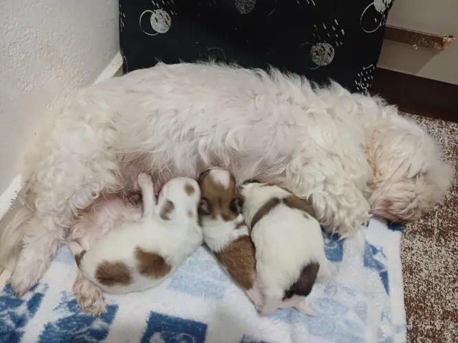 Filhotes de shitzu com lhasa apso