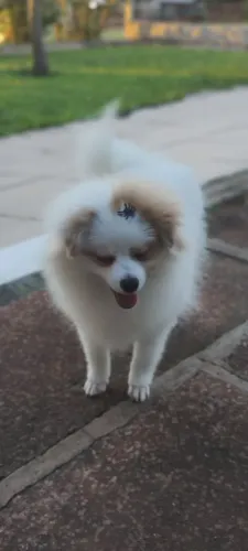 Spitz alemão filhote