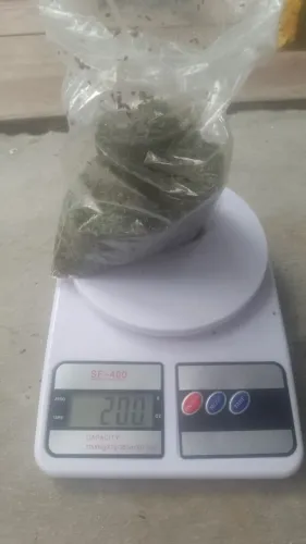 Mudas Lentilha D'água (Lemna Minor) 200g - Aprox. 8.000 Mudas