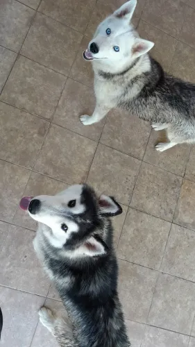 Casal husky siberiano. 