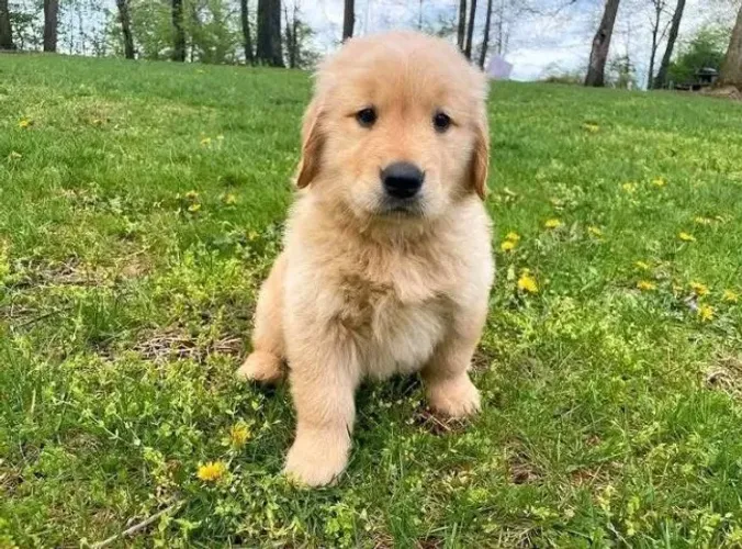Filhotes de Golden Retriever | Filhotes que ganham o coração rápido.