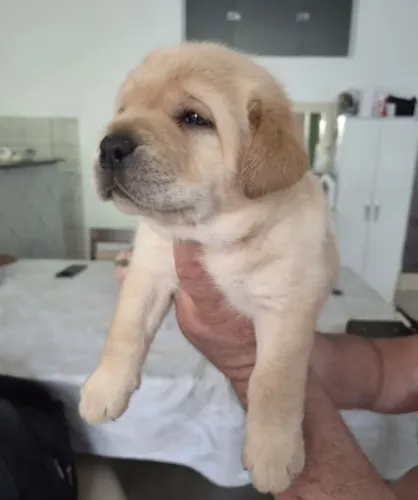 Filhote femea Labrador